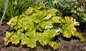 Acanthus mollis 'Hollard's Gold'