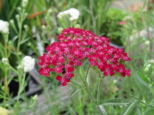 Achillea 'Summerwine'