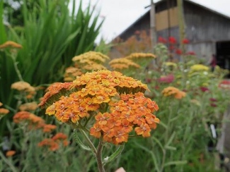 Achillea 'Terra Cotta'