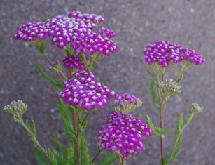 Achillea millefolium 'Oertel's Rose'