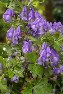 Aconitum napiforme