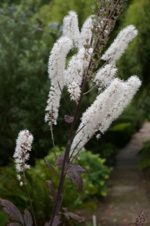 Actaea (Cimicifuga) racemosa 'Hillside Black Beauty' PP9988