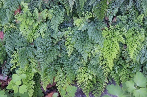 Adiantum venustum