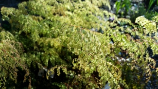 Adiantum venustum