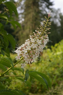 Aesculus californica