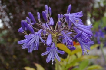 Agapanthus 'Ellamae'