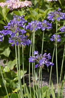 Agapanthus 'Joyful Blue Too'