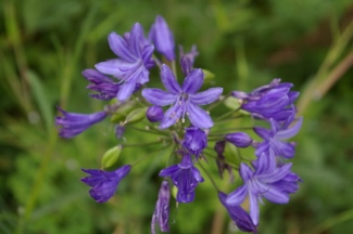 Agapanthus 'Kingston Blue'