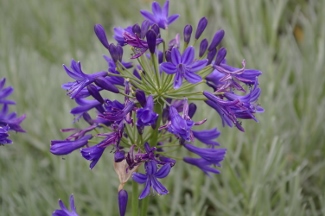 Agapanthus 'Sandringham'