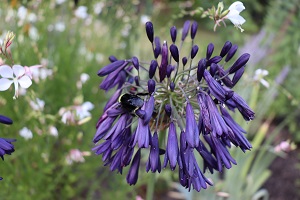 Agapanthus inepterus ssp. pendulus 'Nigrescens'