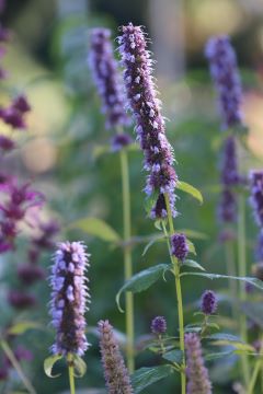 Agastache 'Blue Fortune'