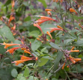 Agastache aurantiaca 'Apricot Sprite'