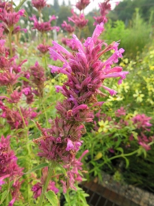 Agastache mexicana 'Sangria'