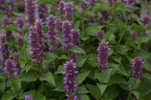 Agastache rugosa