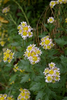 Ajania pacifica f. radiatum