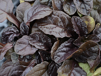 Ajuga 'Mahogany'