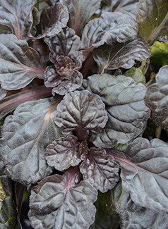 Ajuga reptans 'Black Scallop'