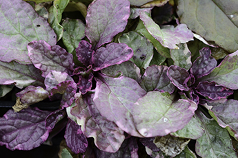 Ajuga reptans 'Burgundy Glow'