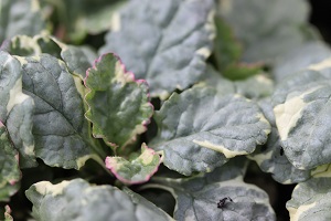 Ajuga reptans 'Silver Queen'