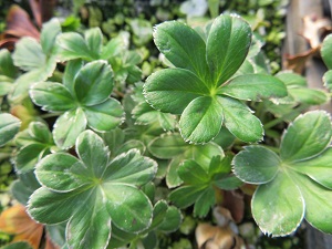 Alchemilla alpina