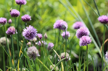 Allium schoenoprasum