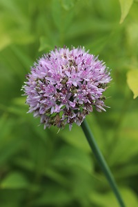 Allium stellatum