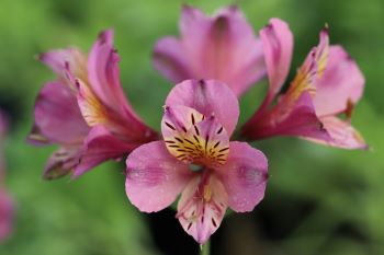 Alstroemeria 'Dusty Rose'