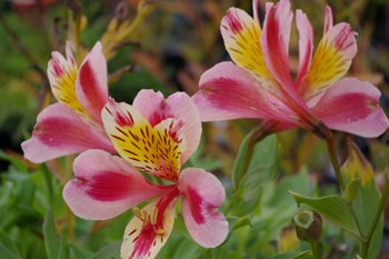 Alstroemeria 'Tricolor'