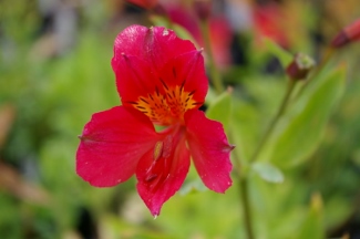 Alstroemeria 'Red'