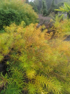 Amsonia hubrechtii