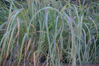 Andropogon gerardii 'Lord Snowdon'