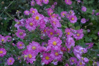 Anemone hupehensis var. japonica 'Prince Heinrich'