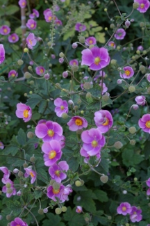 Anemone hybrida 'Richard Arends'