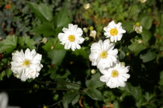 Anemone hybrida 'Whirlwind'