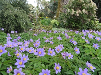 Anemone nemorosa 'Robinsoniana'