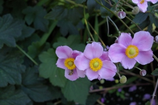 Anemone vitifolia 'Robustissima'