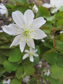 Anemonella thalictroides