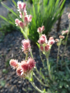 Antennaria microphylla