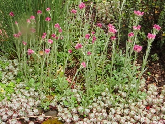 Antennaria rosea