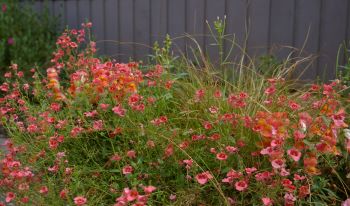 Antirrhinum majus 'Joy Creek Selection'