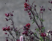 Aquilegia 'Ruby Port'