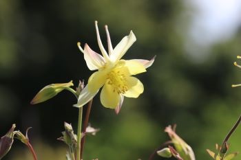 Aquilegia chrysantha 'Yellow Queen'