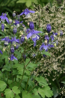 Aquilegia olympica