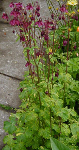 Aquilegia 'Woodside Variegata'