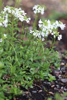 Arabis x sturii