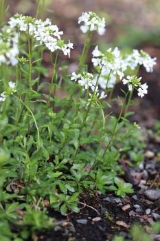 Arabis x sturii