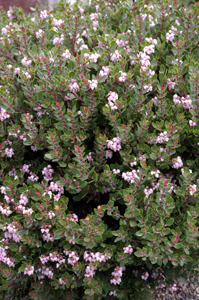 Arctostaphylos 'Greensphere'