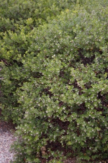 Arctostaphylos 'Sunset'