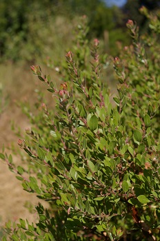 Arctostaphylos 'White Lanterns'