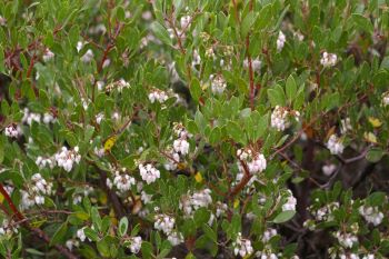 Arctostaphylos densiflora